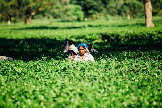 Indian women harvesting in lush green fields, showcasing rural agriculture and traditional farming practices.